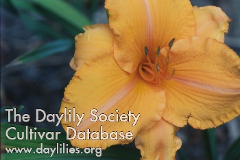 Daylily Pearl Lewis